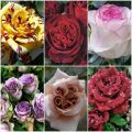 Продам цветы саженцы растения по выгодным ценам фотография